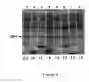 Fig. 05 - FOLDING OF RECOMBINANT PROTEINS VIA CO-EXPRESSION OF ARCHAEAL CHAPERONES