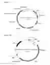 Fig. 02 - Activity of Fe—S cluster requiring proteins