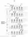 Fig. 13 - CELL-BASED SENSING SYSTEMS AND METHODS
