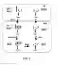 Fig. 03 - Endomannosidases in the modification of glycoproteins in eukaryotes