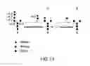 Fig. 19 - Endomannosidases in the modification of glycoproteins in eukaryotes