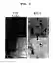 Fig. 03 - Cell penetrating peptide