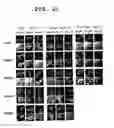 Fig. 22 - Cell penetrating peptide