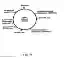 Fig. 20 - Bacterial virulence factors and uses thereof