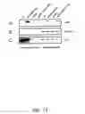 Fig. 25 - Bacterial virulence factors and uses thereof