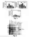 Fig. 05 - Termite enzymes and uses thereof for in vitro conversion of lignin-containing materials to fermentable products