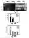 Fig. 08 - Termite enzymes and uses thereof for in vitro conversion of lignin-containing materials to fermentable products