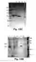 Fig. 09 - Termite enzymes and uses thereof for in vitro conversion of lignin-containing materials to fermentable products