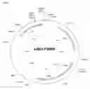 Fig. 07 - Coryneform host-vector systems comprising a chromosomal ALR gene which is attenuated or eliminated and methods of using