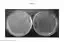 Fig. 07 - Recombinant clostridia that fix COand CO and uses thereof