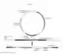 Fig. 08 - Recombinant clostridia that fix COand CO and uses thereof