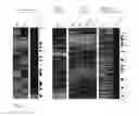 Fig. 08 - Recombinant yeast with improved ethanol tolerance and related methods of use