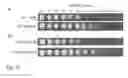 Fig. 13 - Recombinant yeast with improved ethanol tolerance and related methods of use