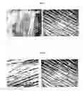 Fig. 05 - High-density spot seeding for tissue model formation