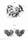Fig. 02 - Hybridization linkers