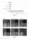 Fig. 07 - Cell-penetrating peptides
