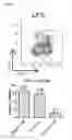 Fig. 02 - Regulation of hematopoietic stem cell functions through microRNAs