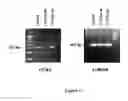 Fig. 06 - Antisense oligonucleotides for treating allergy and neoplastic cell proliferation