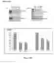 Fig. 11 - Antisense oligonucleotides for treating allergy and neoplastic cell proliferation