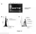 Fig. 12 - Antisense oligonucleotides for treating allergy and neoplastic cell proliferation