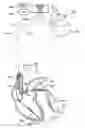 Fig. 01 - Method and system for quantitative measure of current of injury during lead fixation