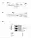 Fig. 02 - DIAGNOSTIC NANOSENSOR DEVICE AND METHOD FOR BREATH ANALYSIS
