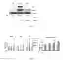 Fig. 03 - Isoform Nell-1 peptide