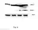 Fig. 04 - Isoform Nell-1 peptide
