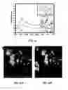 Fig. 28 - POLYIONIC TRANSITIONAL METAL PHOSPHORESCENT COMPLEX/POLYMER HYBRID SYSTEMS FOR BIOIMAGING AND SENSING APPLICATIONS