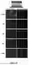 Fig. 06 - Ultrathin multilayered films for controlled release of anionic reagents