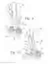 Fig. 06 - Systems and methods for compressing and distracting vertebrae of the spinal column