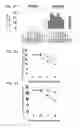 Fig. 07 - Antibodies that bind stresscopin peptides