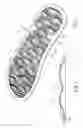 Fig. 02 - SHOE PAD
