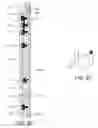 Fig. 10 - Remotely operated isolation valve