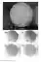 Fig. 01 - Multimetallic anionic clays and derived products for SOx removal in the fluid catalytic cracking process