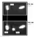 Fig. 07 - Method of dynamic cell tracking in a sample