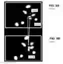 Fig. 09 - Method of dynamic cell tracking in a sample