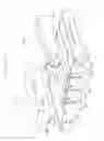 Fig. 12 - ELECTROPHOTOGRAPHIC IMAGE FORMING APPARATUS