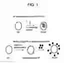 Fig. 02 - Yeast cell wall particles for receptor-targeted nanoparticle delivery