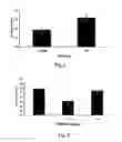 Fig. 02 - BRAIN-DERIVED GONADOTROPINS AND COGNITION