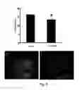 Fig. 06 - BRAIN-DERIVED GONADOTROPINS AND COGNITION