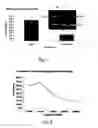 Fig. 07 - BRAIN-DERIVED GONADOTROPINS AND COGNITION