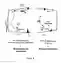 Fig. 09 - METHODS AND COMPOSITIONS FOR MODULATING CARDIAC CONTRACTILITY
