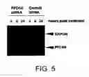 Fig. 06 - METHODS AND COMPOSITIONS RELATED TO PREFOLDIN AND ITS REGULATION