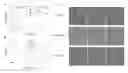 Fig. 01 - Anti-trypanosomal peptides and uses thereof