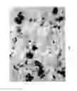 Fig. 04 - SUPERFINE POWDERED STEVIA