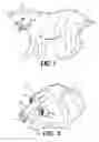 Fig. 02 - Taxidermy head form and method