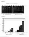 Fig. 04 - METHOD FOR SIGNAL AMPLIFICATION DURING LATERAL-FLOW ANALYSIS