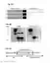Fig. 04 - Antibodies and kits for immunodetection of epitope tags