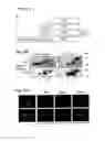 Fig. 05 - Antibodies and kits for immunodetection of epitope tags